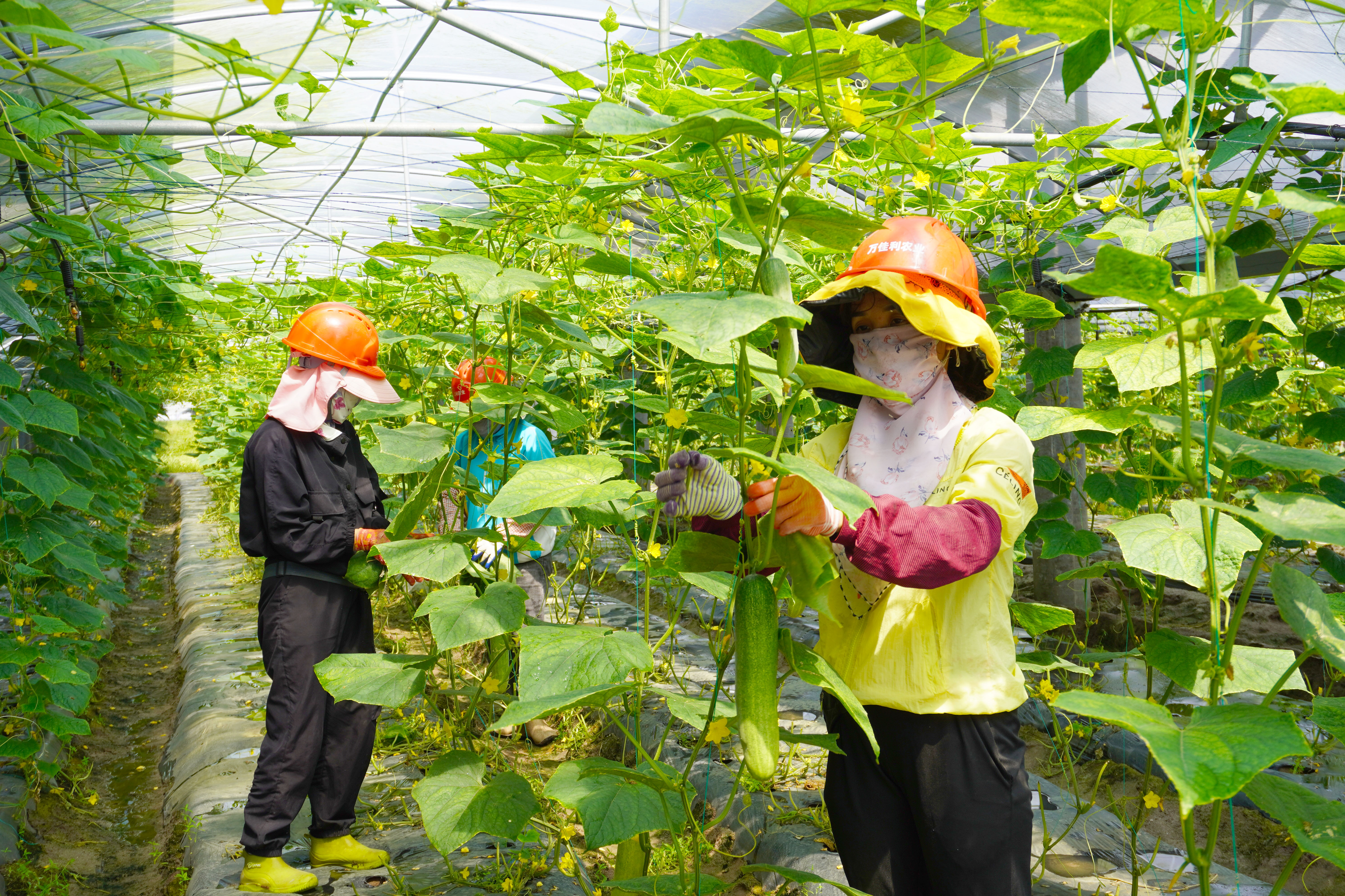 银河
万宁和山“农光互补”光伏.jpg